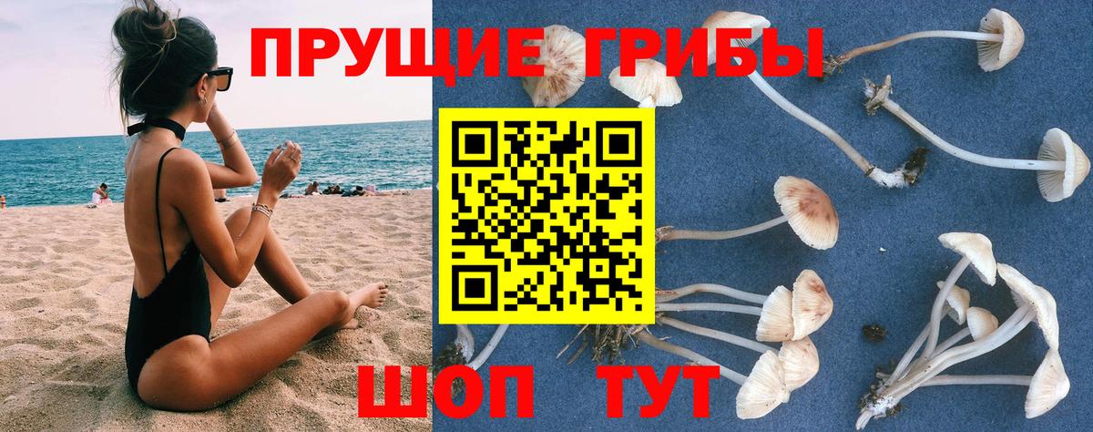 где купить наркотик  Вход с VPN  Псилоцибиновые грибы GOLDEN TEACHER  Хасавюрт  Псилоцибиновые грибы MAGIC MUSHROOMS 
